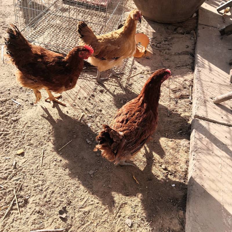 家禽饲养珍禽养殖各种鸡观赏鸡肉鸡