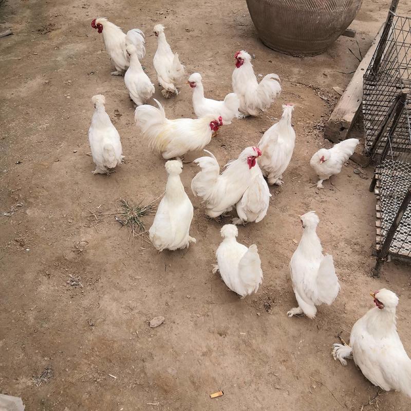 家禽饲养珍禽养殖各种鸡观赏鸡肉鸡