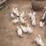 家禽饲养珍禽养殖各种鸡观赏鸡肉鸡