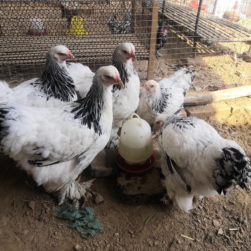 家禽饲养珍禽养殖各种鸡观赏鸡肉鸡