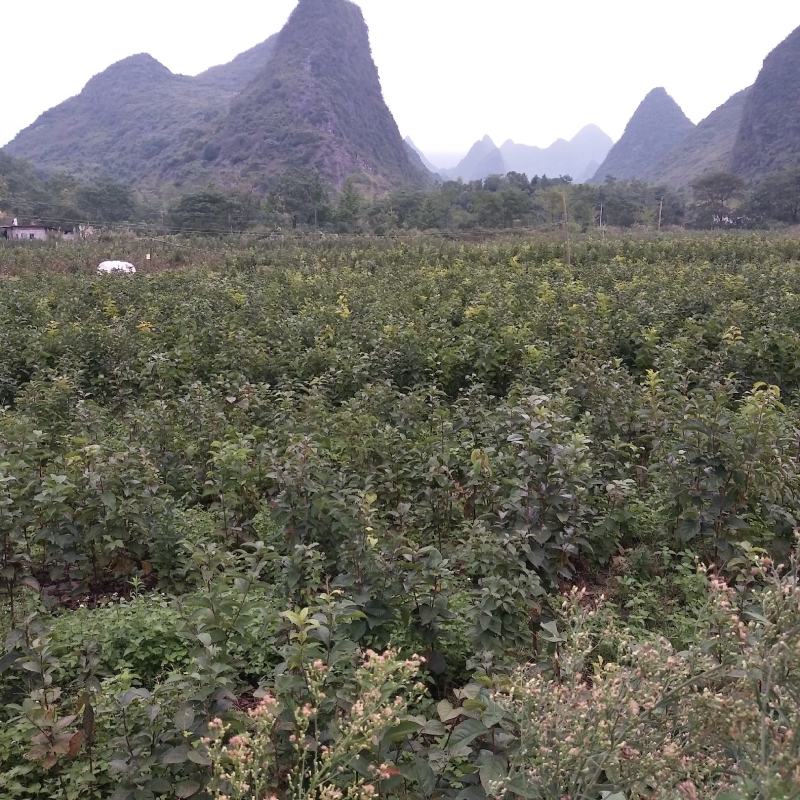 太秋甜柿两年大苗，当年种植当年挂果。品种纯正，假一赔十！