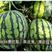 中科茂华金美都（优选）西瓜种子，99纯早熟抗裂，超甜多汁