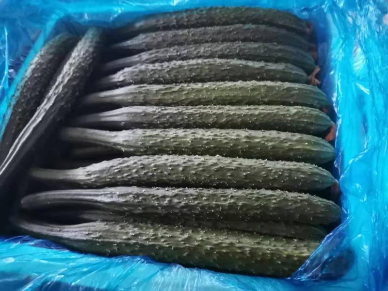 黄瓜密刺黄瓜山东密刺黄瓜大量上市，基地直供，价格美丽