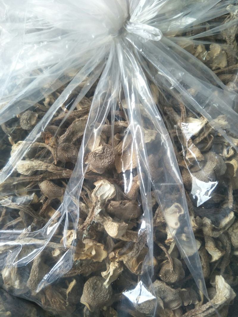 批发【鹿茸菇】一件10斤装，鹿茸菇足干，纸箱包装，