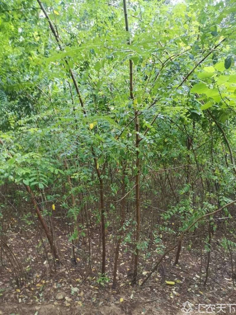 刺槐，大小规格齐全现要现起保成活率高，基地直供一手货源。