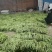 常年供应芸豆、无丝豆、豆王、架豆王。货源充足，品质保证