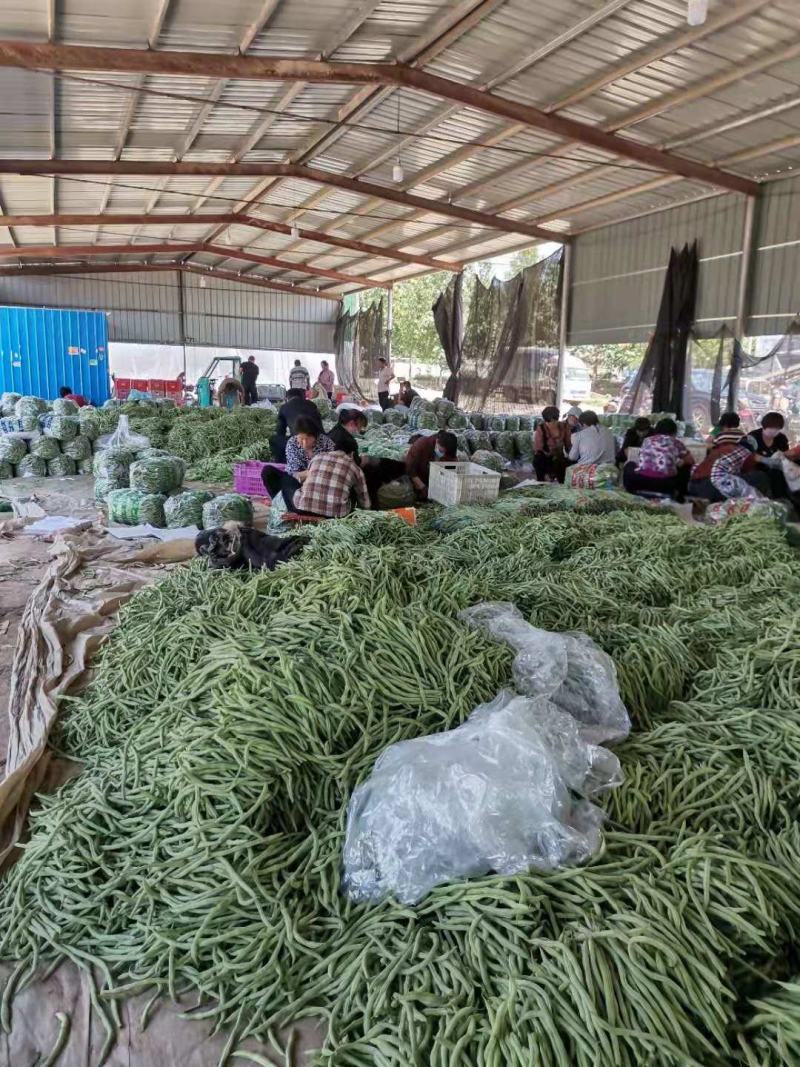 基地直供芸豆，可视频看货量大从优，价格美丽欢迎咨询合作