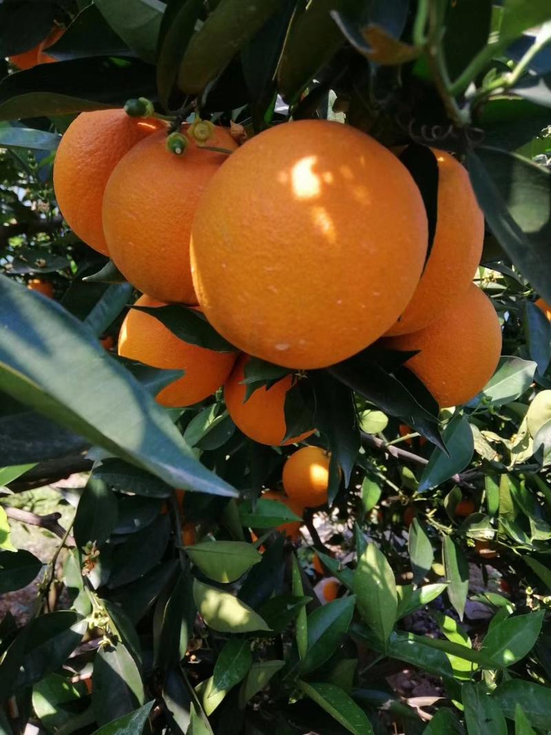 红心橙产地直销，果园订货，鲜果现采，无中间商，欢迎采购