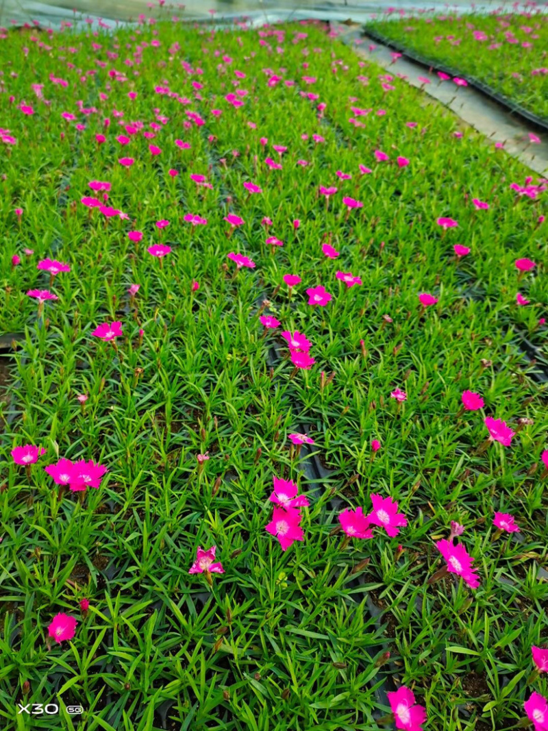 欧石竹穴盘苗粉黛乱子草花海用苗基地直发欧石竹苗