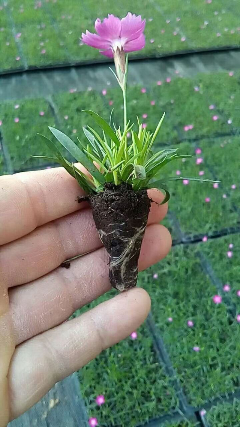 欧石竹穴盘苗粉黛乱子草花海用苗基地直发欧石竹苗