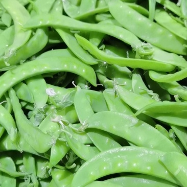 寒冷的冬天玉姐向家人们问好！我们家大量荷兰豆已上市咯