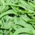 寒冷的冬天玉姐向家人们问好！我们家大量荷兰豆已上市咯