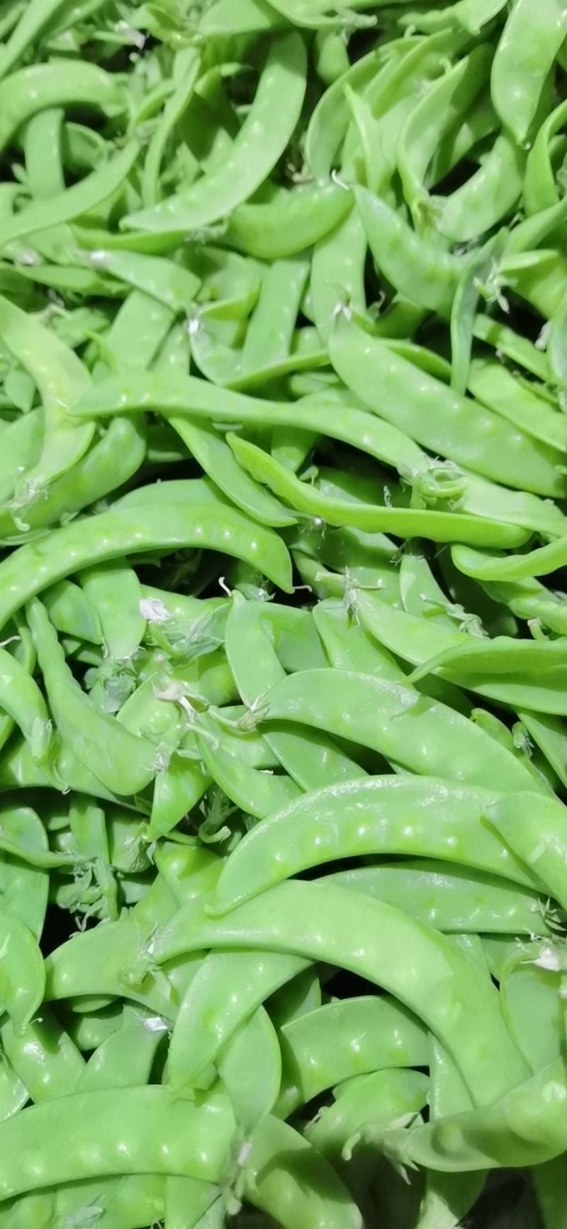 寒冷的冬天玉姐向家人们问好！我们家大量荷兰豆已上市咯