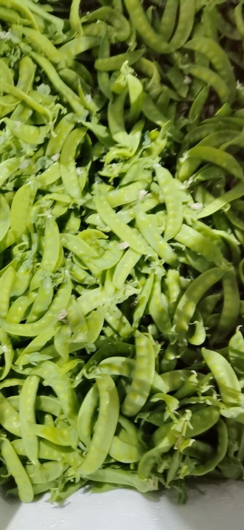寒冷的冬天玉姐向家人们问好！我们家大量荷兰豆已上市咯