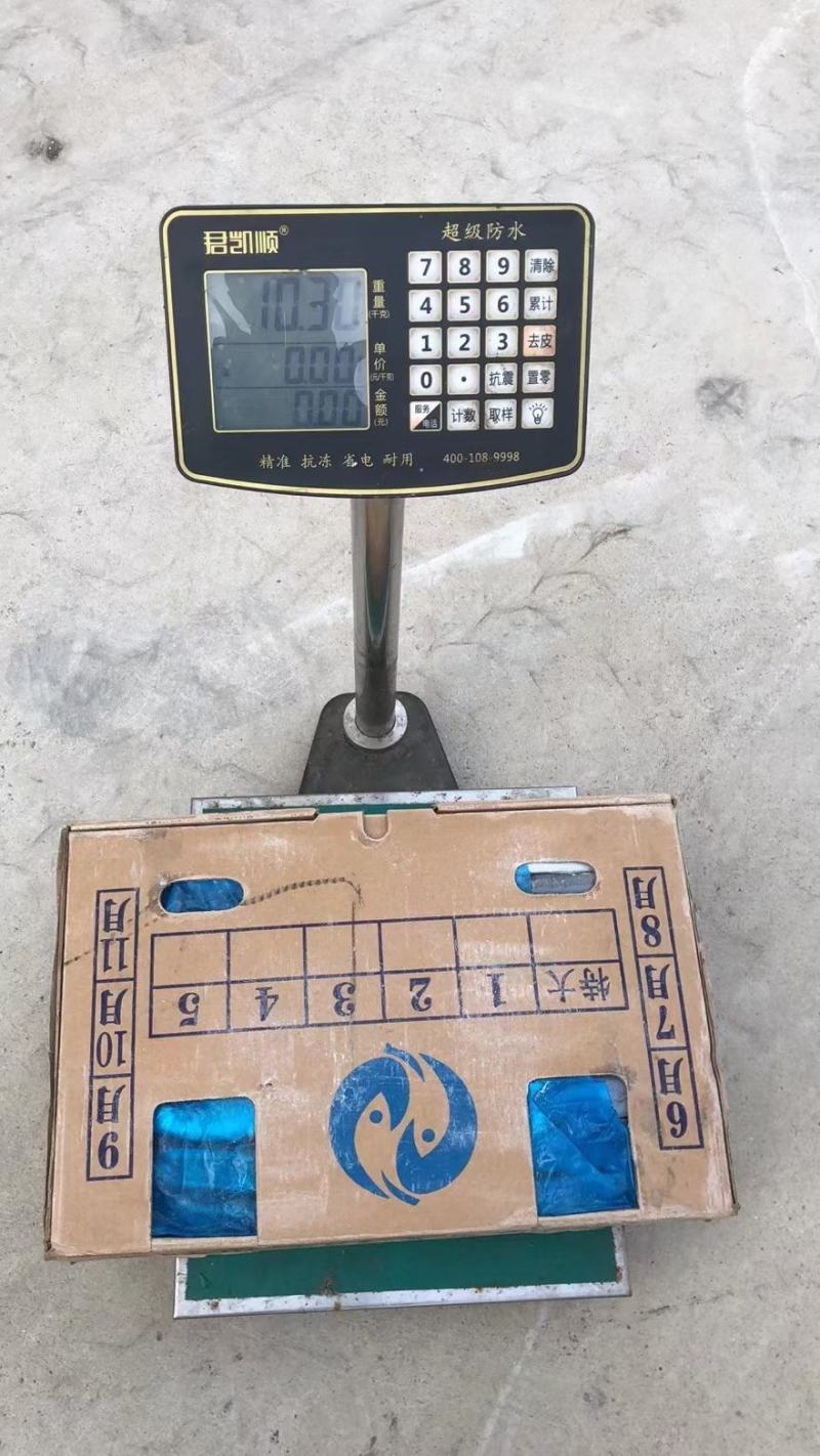 秋刀鱼一手货源1号2号3号4号5号质量超好货真价实
