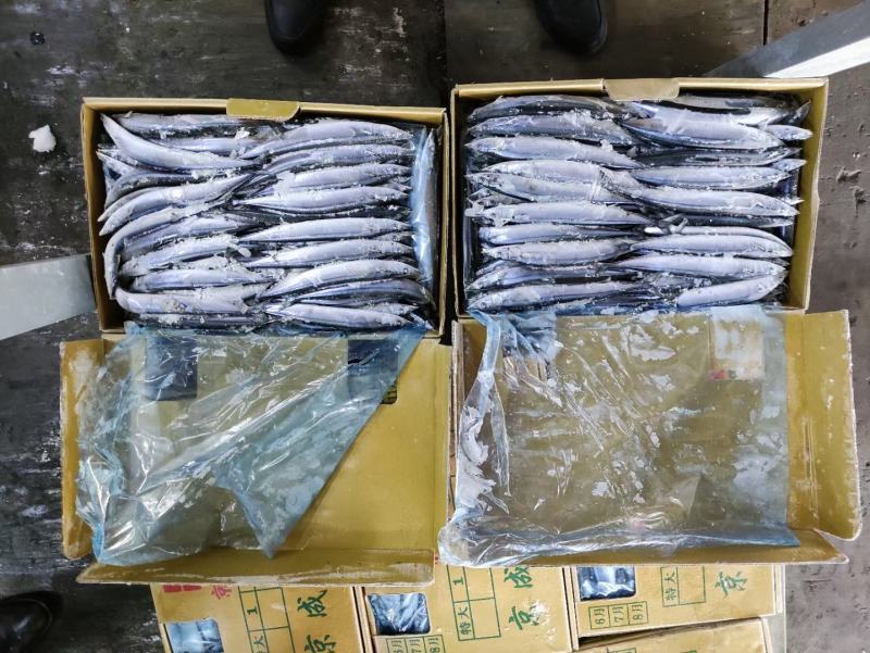 秋刀鱼一手货源1号2号3号4号5号质量超好货真价实