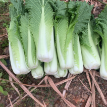 广西竹筒青白菜精品秋绿白菜基地直供质量保证货源充足