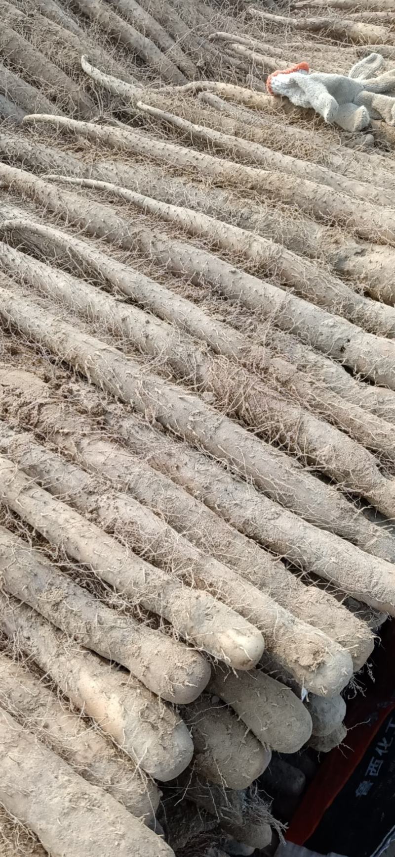 出售大名白玉山药，，，，