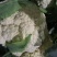 有机花小米粒产地直供，有量，每颗在3斤左右，青根花白