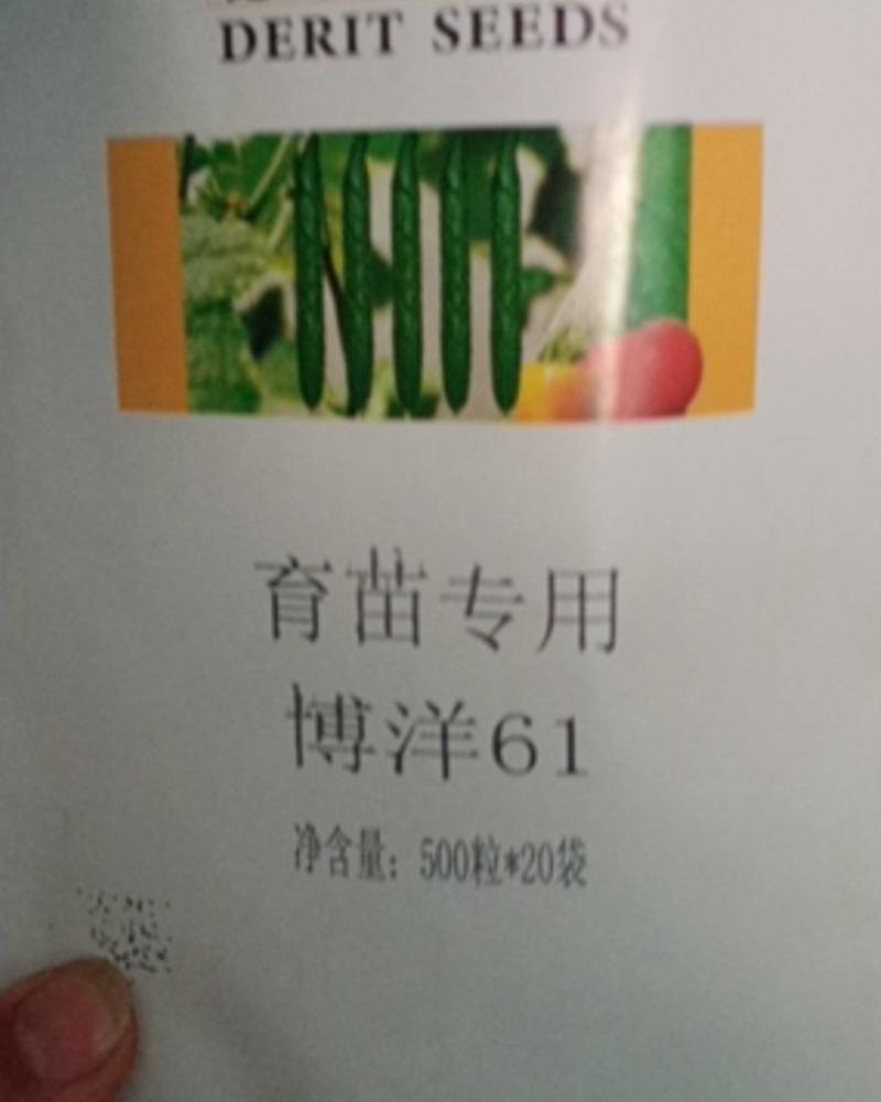 【甜瓜种苗】博洋系列东方蜜25号等各种优质种苗