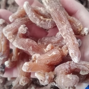 【包邮】小红参今年的新货即使小红参