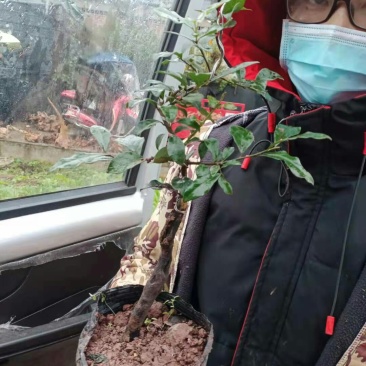 灌木金弹子老桩，熟桩盆景，带土发货，不带果