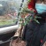 灌木金弹子老桩，熟桩盆景，带土发货，不带果