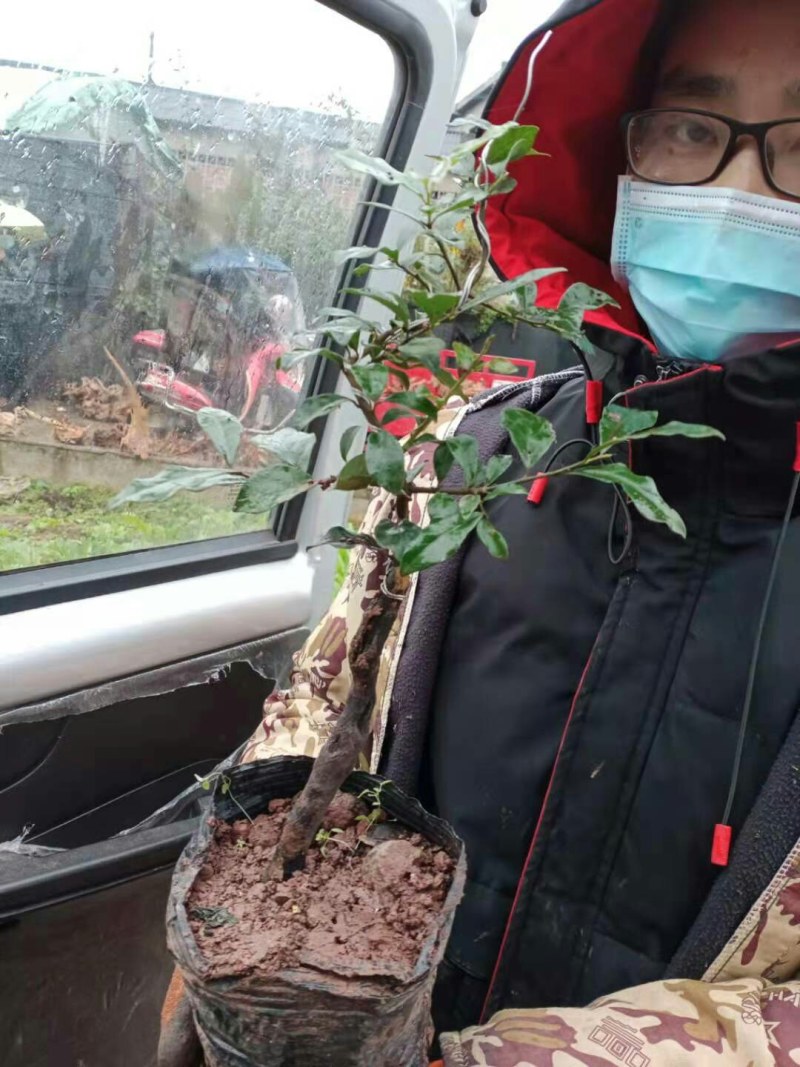 灌木金弹子老桩，熟桩盆景，带土发货，不带果