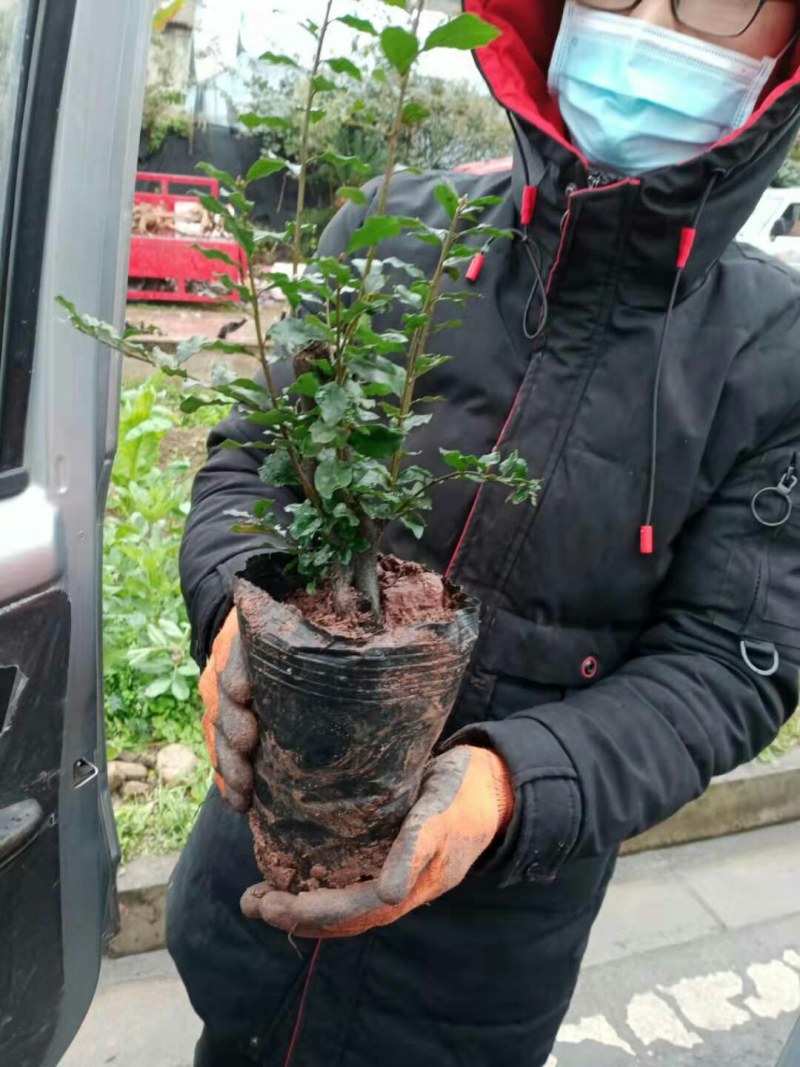 灌木金弹子老桩，熟桩盆景，带土发货，不带果