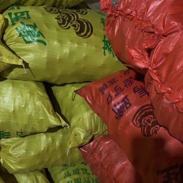 广西贵港特大级马蹄品质好