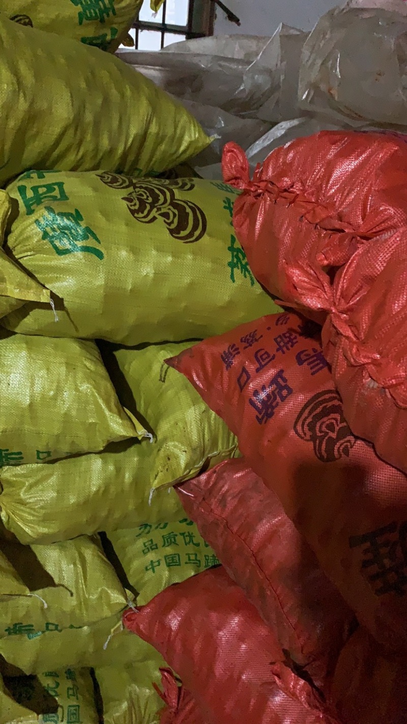 广西贵港特大级马蹄品质好
