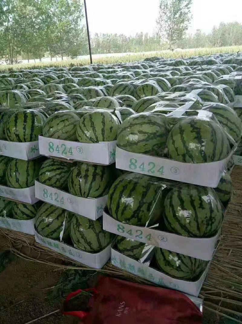 【西瓜种子】冰糖花麒麟正宗8424来自新疆天山供应苗场