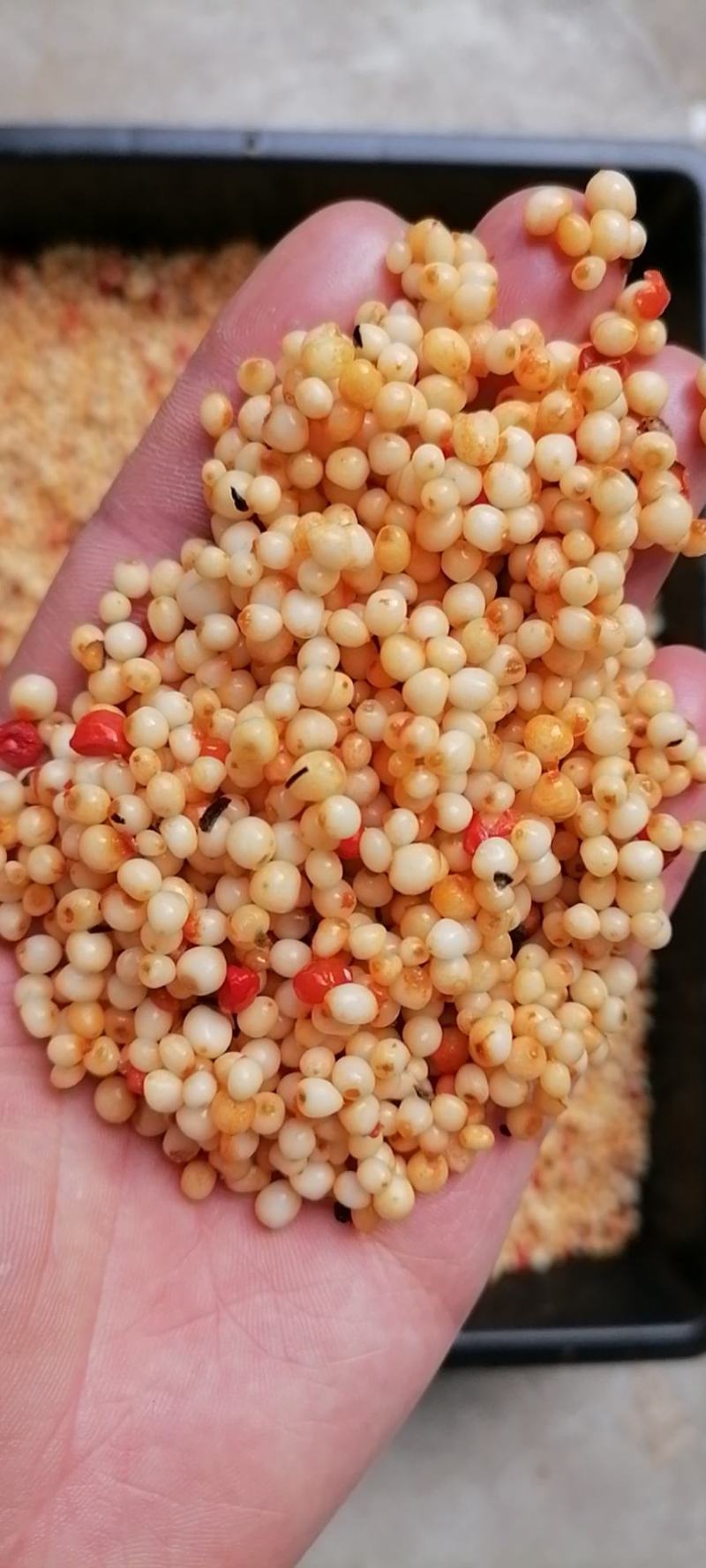 精品重楼种子，重楼籽，七叶一枝花种子，产地直销