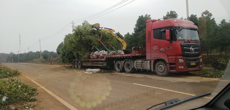 香樟树胸径15到20公分，各种香樟树规格大量有货