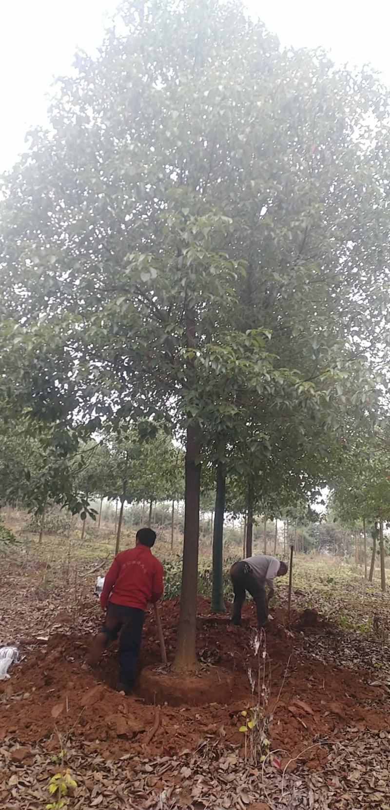香樟树胸径15到20公分，各种香樟树规格大量有货