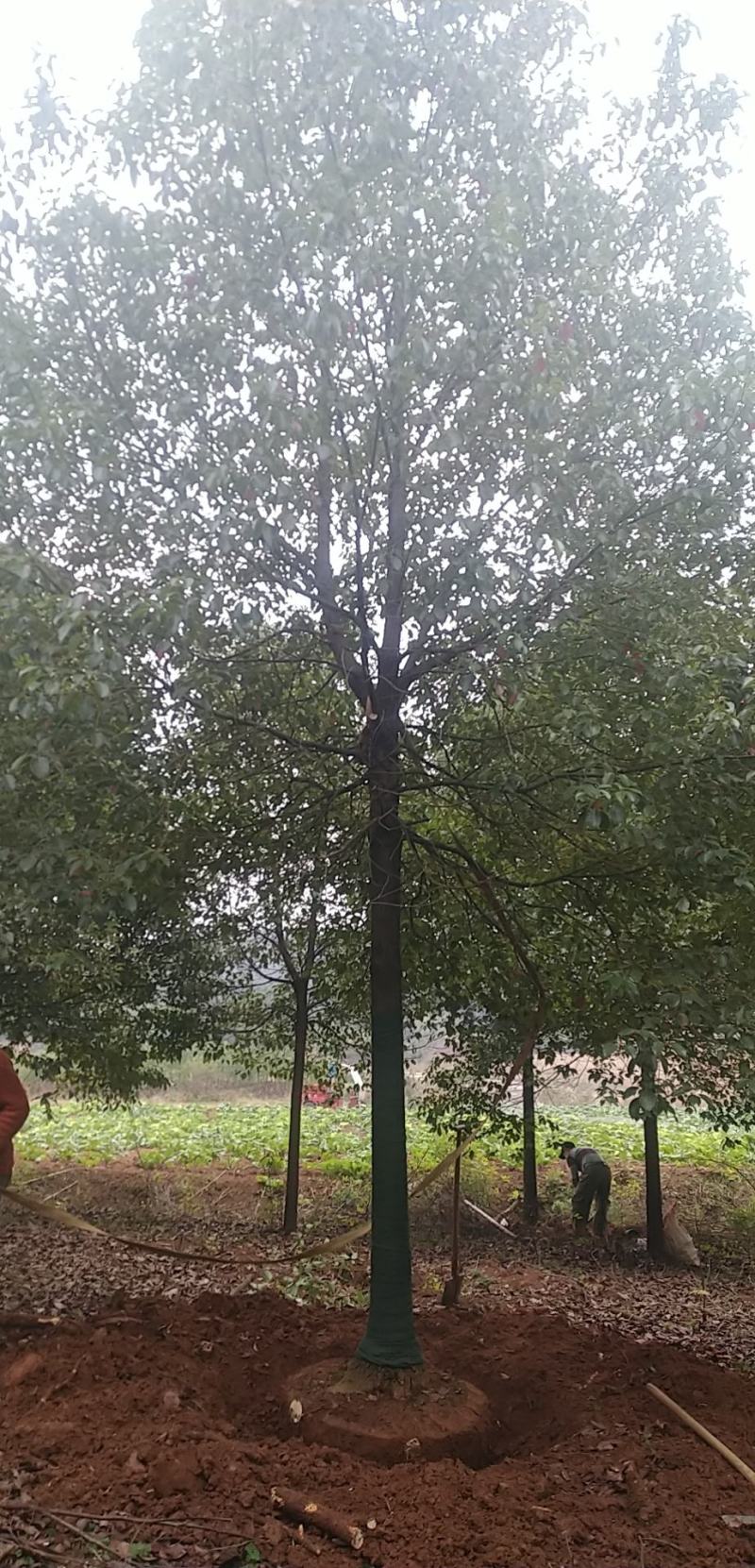 香樟树胸径15到20公分，各种香樟树规格大量有货