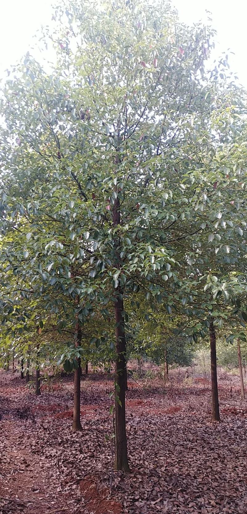 香樟树胸径15到20公分，各种香樟树规格大量有货
