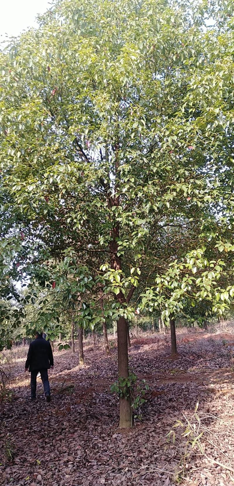 香樟树胸径15到20公分，各种香樟树规格大量有货