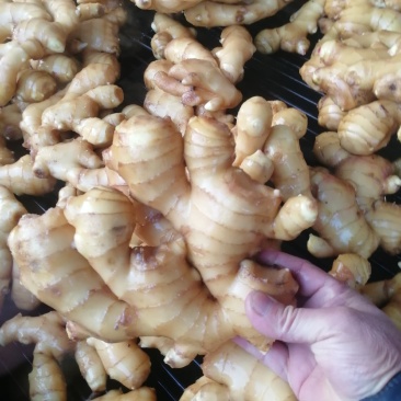 莱芜生姜，新圆头姜，大姜