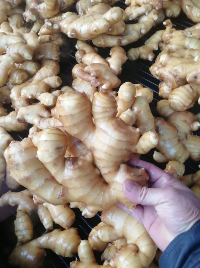 莱芜生姜，新圆头姜，大姜