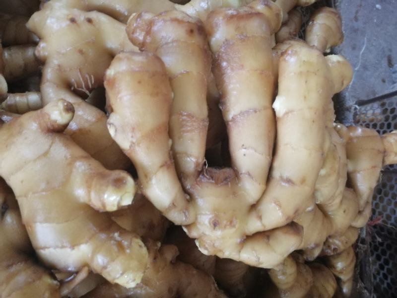 莱芜生姜，新圆头姜，大姜