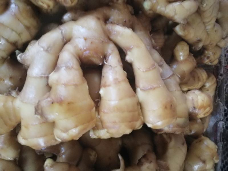 莱芜生姜，新圆头姜，大姜