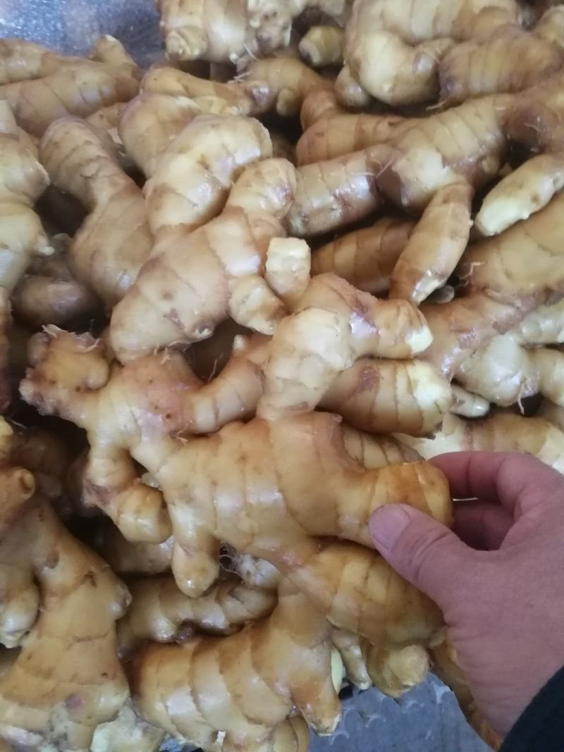莱芜生姜，新圆头姜，大姜