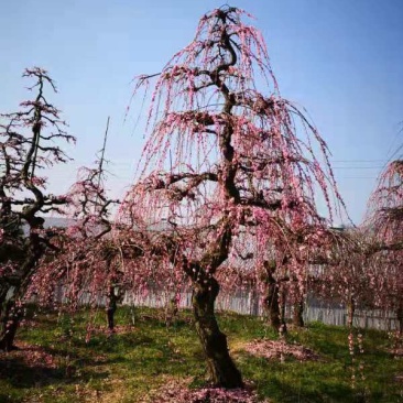 垂梅,垂枝梅,进口垂梅,进口垂枝梅,垂梅基地