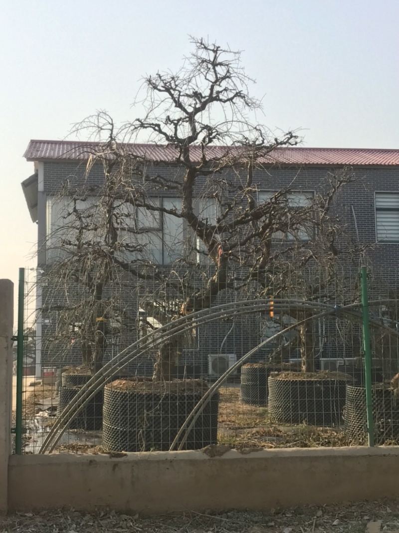 垂梅，垂枝梅，进口垂梅，进口垂枝梅，垂梅基地