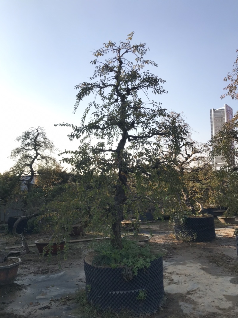 垂梅，垂枝梅，进口垂梅，进口垂枝梅，垂梅基地