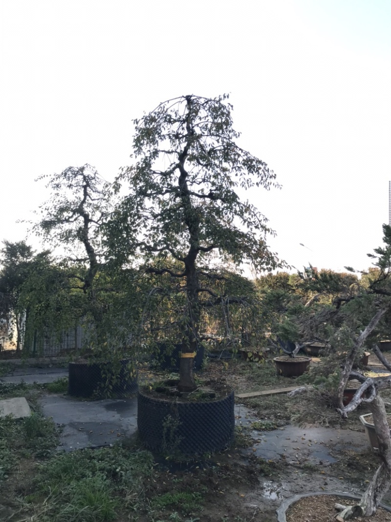 垂梅，垂枝梅，进口垂梅，进口垂枝梅，垂梅基地