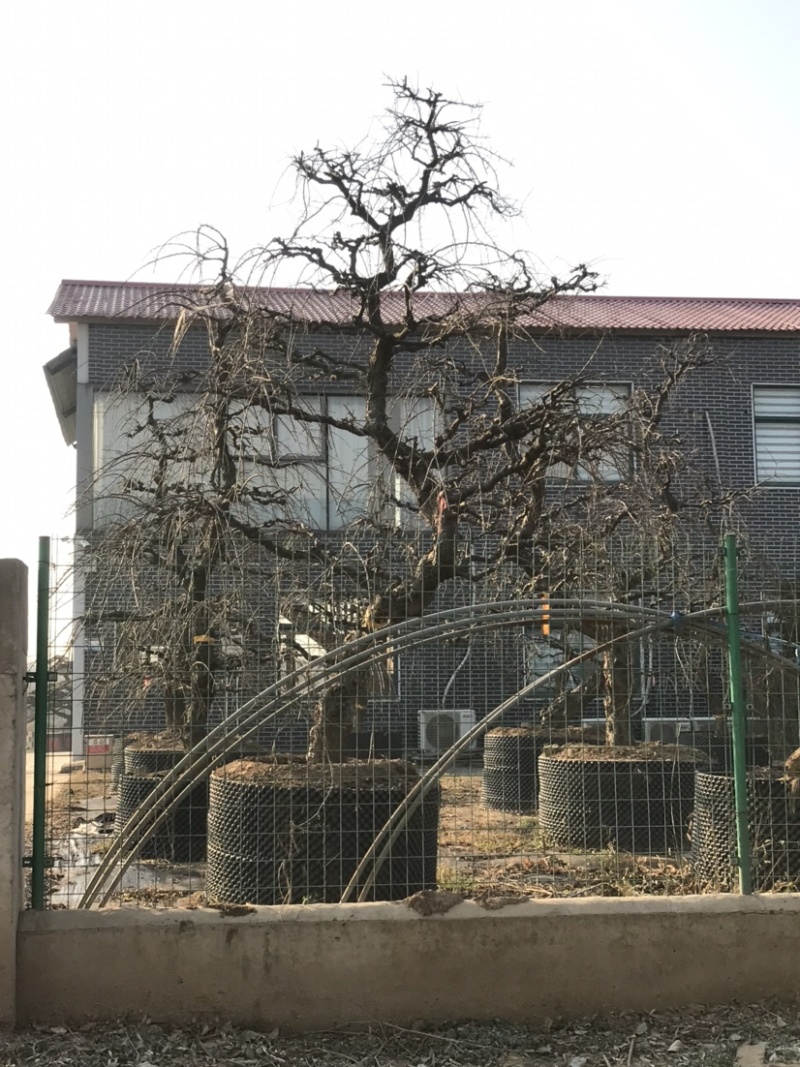 垂梅，垂枝梅，进口垂梅，进口垂枝梅，垂梅基地