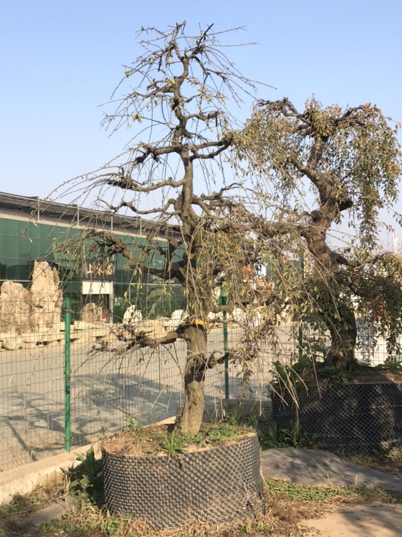 垂梅，垂枝梅，进口垂梅，进口垂枝梅，垂梅基地