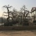 垂梅,垂枝梅,进口垂梅,进口垂枝梅,垂梅基地